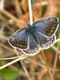 Attēlu rezultāti vaicājumam “Plebejus argus female”