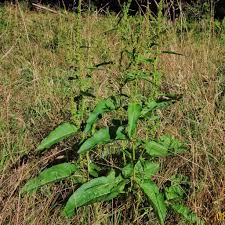 Attēlu rezultāti vaicājumam “Rumex obtusifolius”