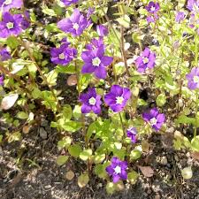 Image result for Legousia speculum-veneris