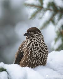 Image result for Nucifraga caryocatactes