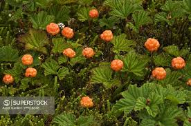 Attēlu rezultāti vaicājumam “Rubus chamaemorus”