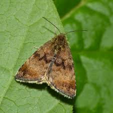 Attēlu rezultāti vaicājumam “Panemeria tenebrata”