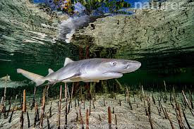 Image result for Negaprion brevirostris