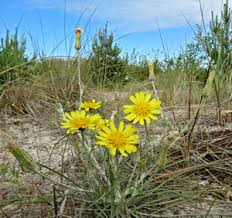 Attēlu rezultāti vaicājumam “Tragopogon heterospermus bud”