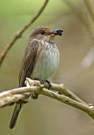 Attēlu rezultāti vaicājumam “Muscicapa striata adult”