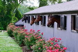 Image result for Ecurie Barnton