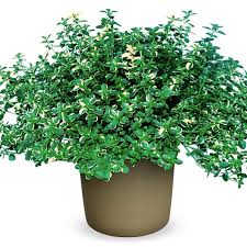 Attēlu rezultāti vaicājumam “Thymus pulegioides fruit”