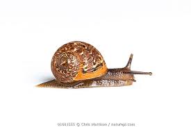 Attēlu rezultāti vaicājumam “Arianta arbustorum”