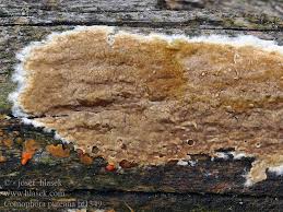 Attēlu rezultāti vaicājumam “Coniophora puteana”