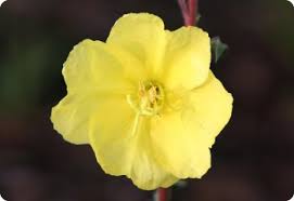 Image result for Oenothera odorata