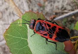 Attēlu rezultāti vaicājumam “Caenolyda reticulata”