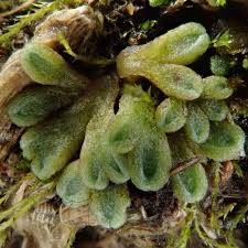 Attēlu rezultāti vaicājumam “Riccia”