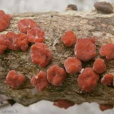 Attēlu rezultāti vaicājumam “Peniophora rufa”