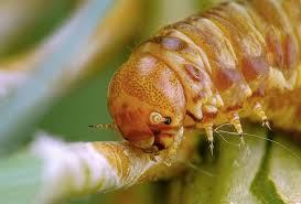 Attēlu rezultāti vaicājumam “Acantholyda posticalis”