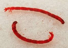 Attēlu rezultāti vaicājumam “Chironomidae larvae”