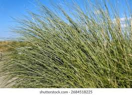 Attēlu rezultāti vaicājumam “Arenaria procera”