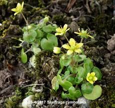 Attēlu rezultāti vaicājumam “Saxifraga cymbalaria”