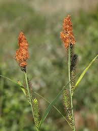 Attēlu rezultāti vaicājumam “Carex acutiformis flower”