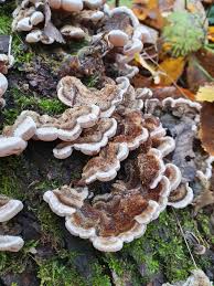 Attēlu rezultāti vaicājumam “Auricularia mesenterica”