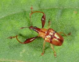 Attēlu rezultāti vaicājumam “Attelabidae”