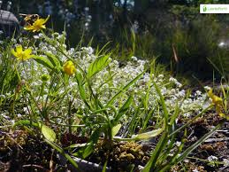 Attēlu rezultāti vaicājumam “Ranunculus flammula leaf”
