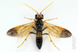 Attēlu rezultāti vaicājumam “Tenthredo campestris”