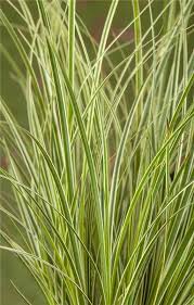 Attēlu rezultāti vaicājumam “Carex paniculata”