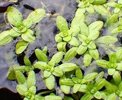 Attēlu rezultāti vaicājumam “Callitriche verna flower”