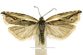 Attēlu rezultāti vaicājumam “Ancylis apicella”