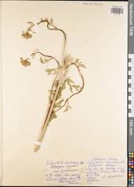 Attēlu rezultāti vaicājumam “Libanotis montana”