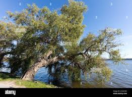 Attēlu rezultāti vaicājumam “Salix x fragilis”