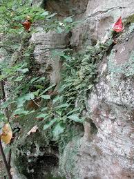 Attēlu rezultāti vaicājumam “Hymenostylium recurvirostrum macro”