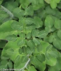 Attēlu rezultāti vaicājumam “Laserpitium latifolium leaf”