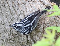 Image result for Dendroica tigrina