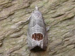 Attēlu rezultāti vaicājumam “Notocelia uddmanniana”