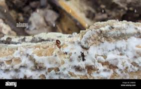 Attēlu rezultāti vaicājumam “Scaphisoma sp.”