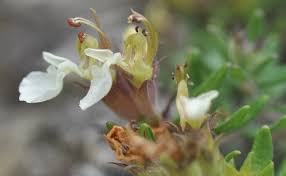 Attēlu rezultāti vaicājumam “Diderma montanum”