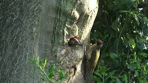 Attēlu rezultāti vaicājumam “Picus viridis nest”