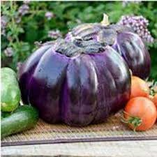 Afbeeldingsresultaat voor melanzana prosperosa eggplant