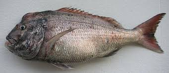 Image result for Dentex dentex