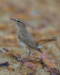 Image result for Cercotrichas galactotes