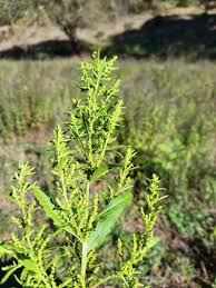 Image result for Chenopodium ambrosioides