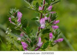 Attēlu rezultāti vaicājumam “Ononis arvensis”