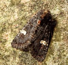 Attēlu rezultāti vaicājumam “Melanchra persicariae imago”