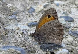 Attēlu rezultāti vaicājumam “Hyponephele lycaon male”