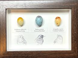 Attēlu rezultāti vaicājumam “Turdus merula eggs”