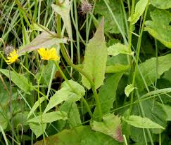 Attēlu rezultāti vaicājumam “Crepis paludosa leaf”