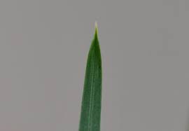 Attēlu rezultāti vaicājumam “Poa palustris leaf”