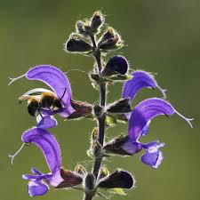 Image result for Salvia pratensis