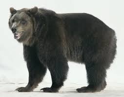 Attēlu rezultāti vaicājumam “Ursus arctos”